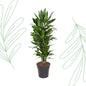 Dracaena Janet Lind vertakt - 110 cm - Forestbloom