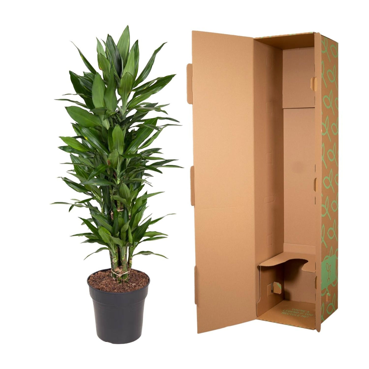 Dracaena Janet Lind vertakt - 110 cm - Forestbloom