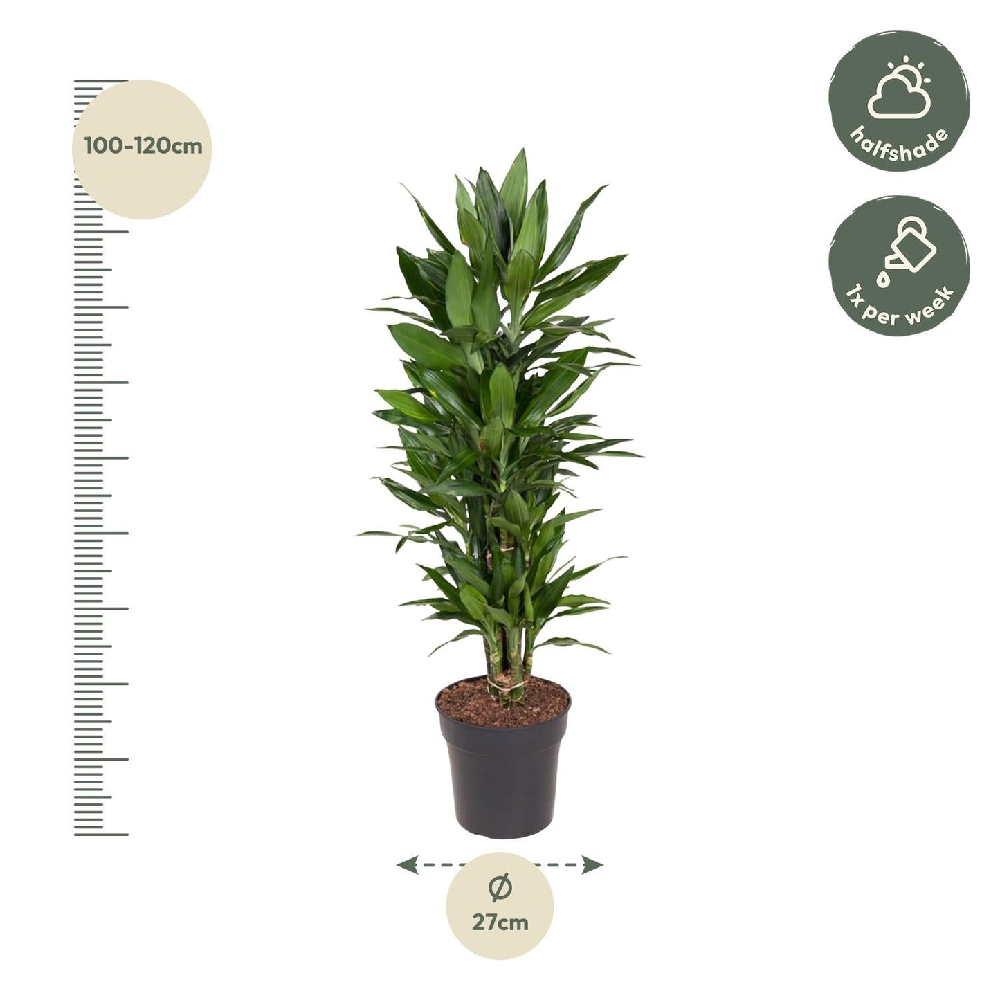 Dracaena Janet Lind vertakt - 110 cm - Forestbloom