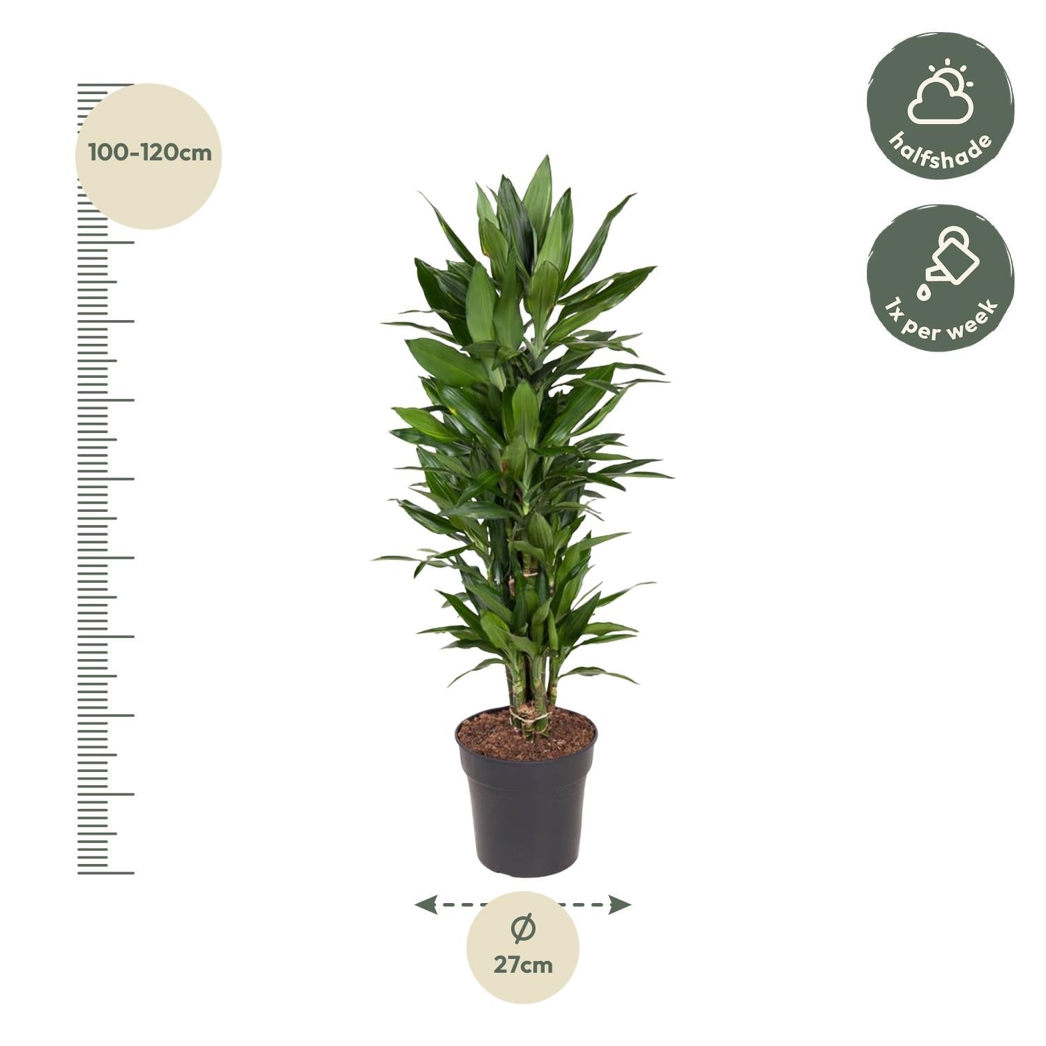 Dracaena Janet Lind vertakt - 110 cm - Forestbloom