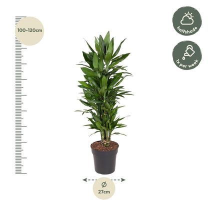 Dracaena Janet Lind vertakt - 110 cm - Forestbloom