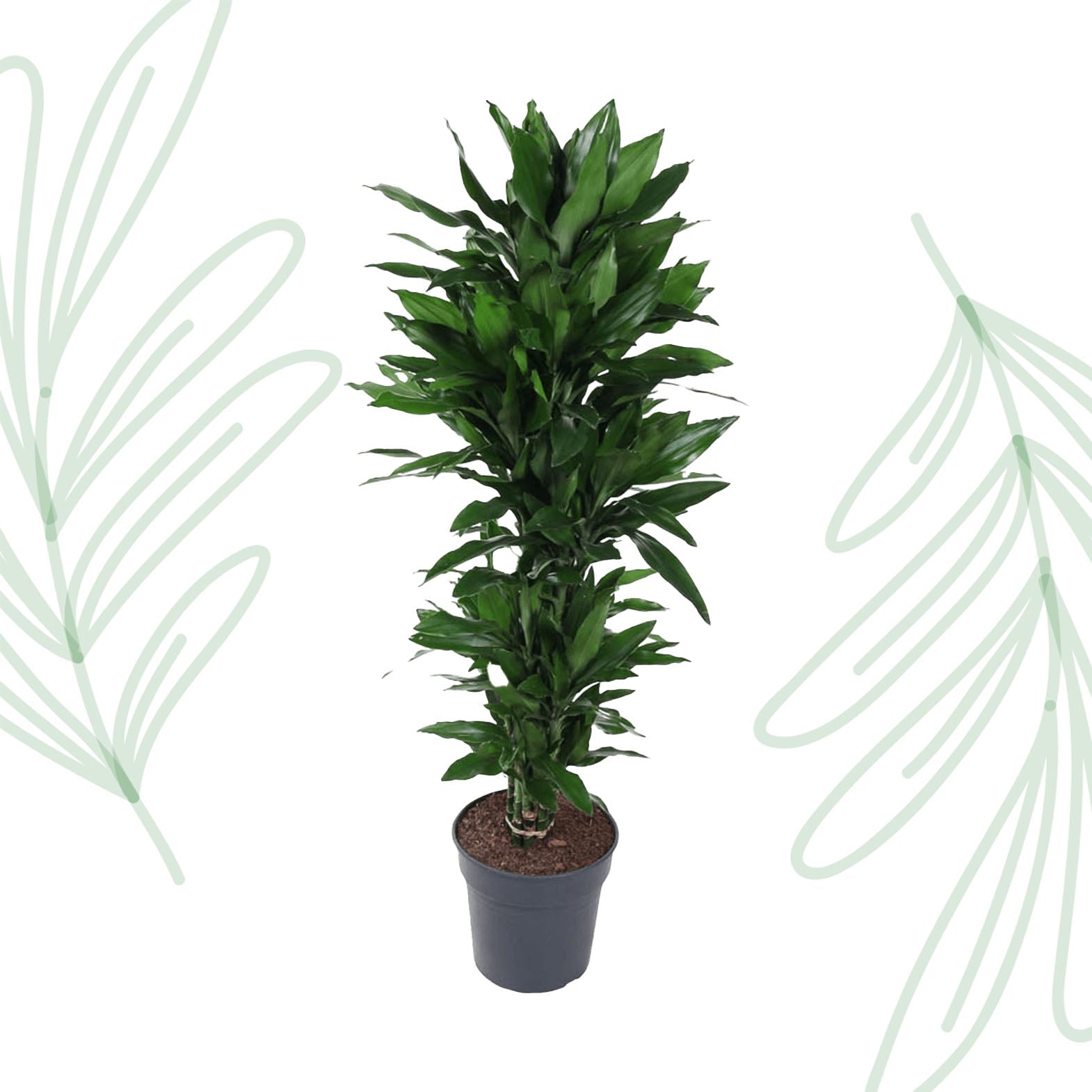 Dracaena Janet Lind vertakt - 120 cm - Forestbloom