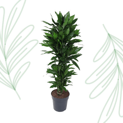 Dracaena Janet Lind vertakt - 120 cm - Forestbloom