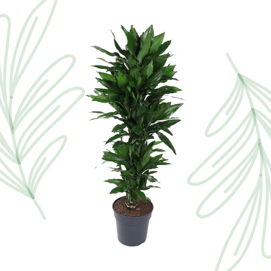 Dracaena Janet Lind vertakt - 120 cm - Forestbloom
