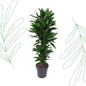 Dracaena Janet Lind vertakt - 120 cm - Forestbloom