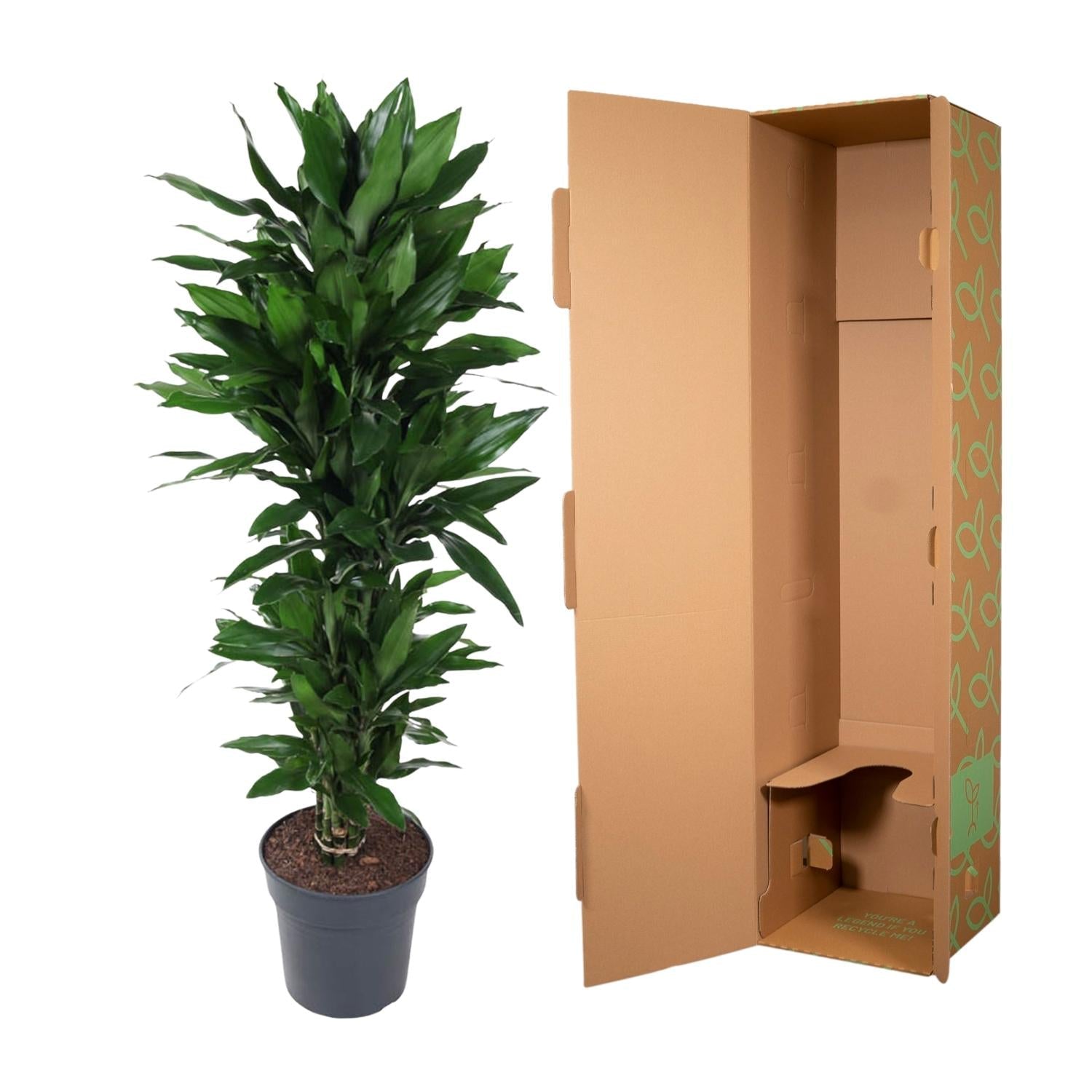 Dracaena Janet Lind vertakt - 120 cm - Forestbloom