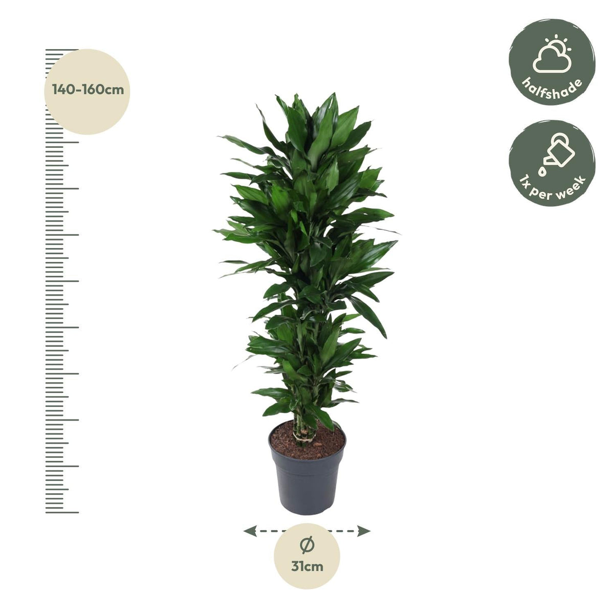 Dracaena Janet Lind vertakt - 120 cm - Forestbloom