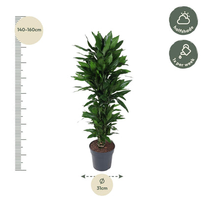 Dracaena Janet Lind vertakt - 120 cm - Forestbloom