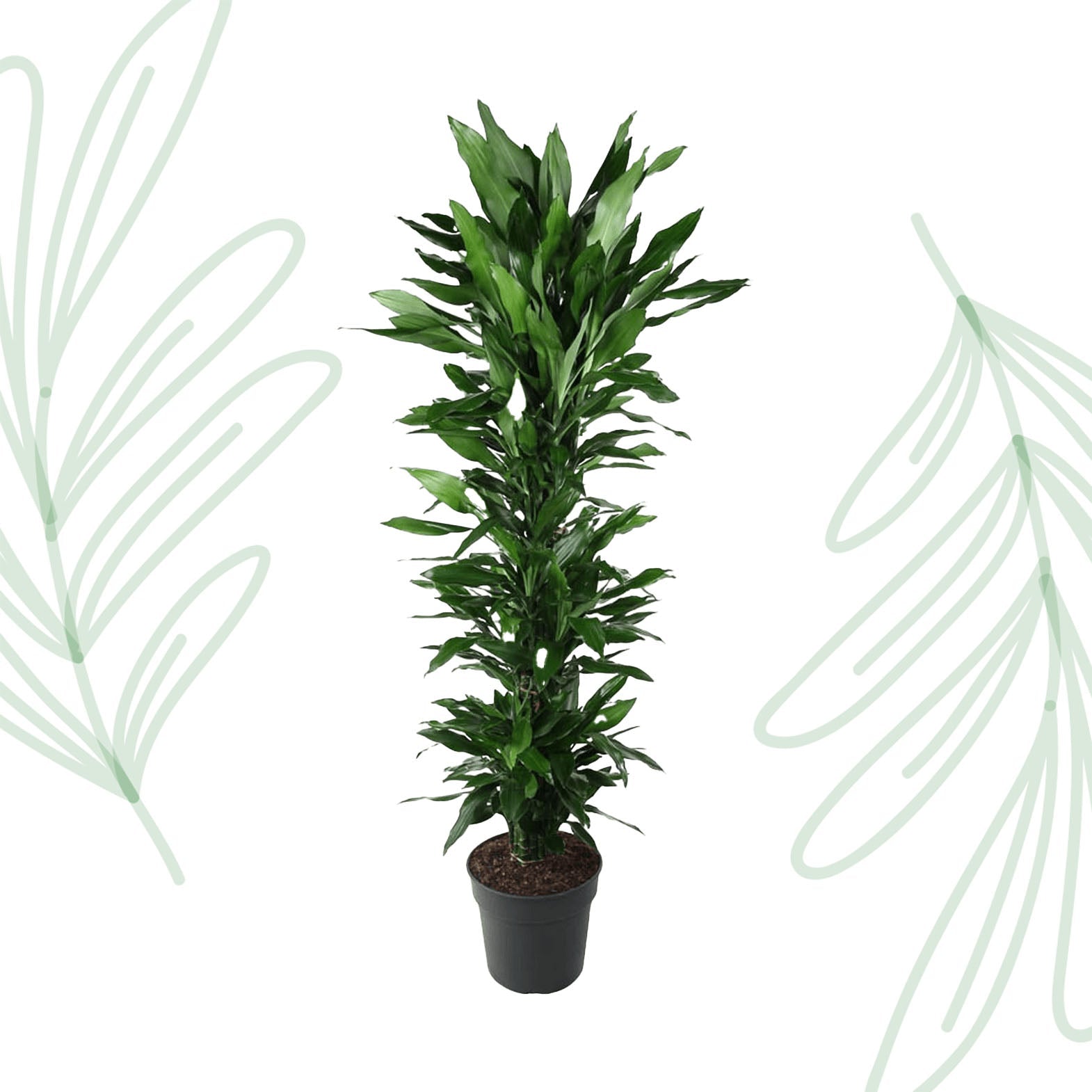 Dracaena Janet Lind vertakt - 170 cm - Forestbloom