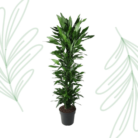 Dracaena Janet Lind vertakt - 170 cm - Forestbloom