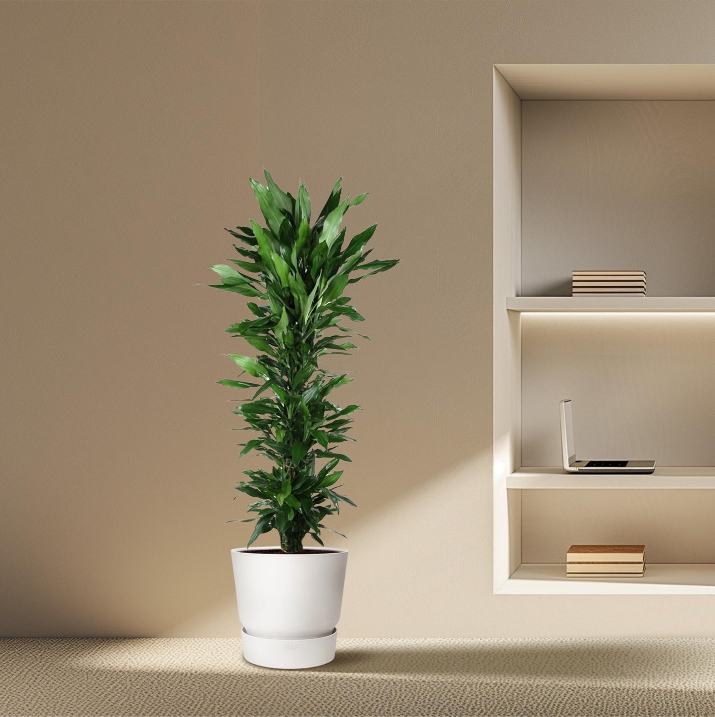 Dracaena Janet Lind vertakt - 170 cm - Forestbloom