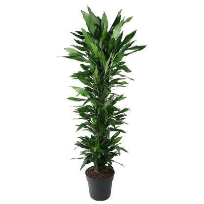 Dracaena Janet Lind vertakt - 170 cm - Forestbloom