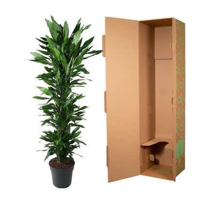 Dracaena Janet Lind vertakt - 170 cm - Forestbloom