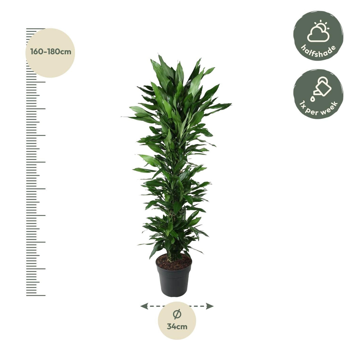 Dracaena Janet Lind vertakt - 170 cm - Forestbloom