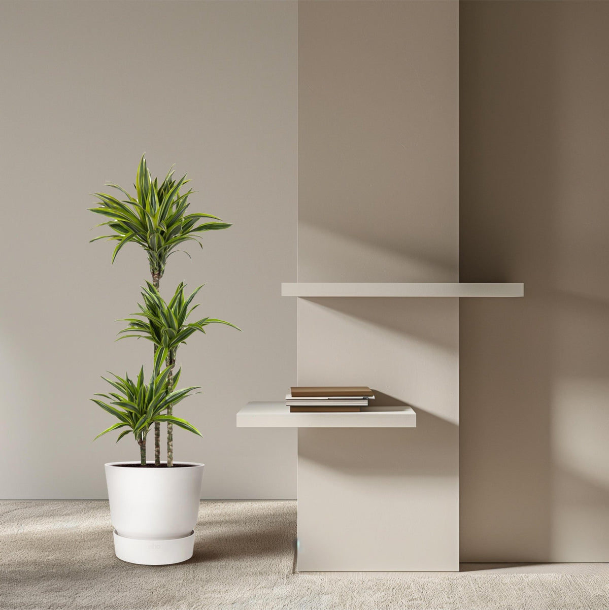 Dracaena Lemon Lime - 130 cm - Forestbloom