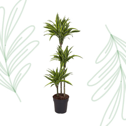Dracaena Lemon Lime - 130 cm - Forestbloom