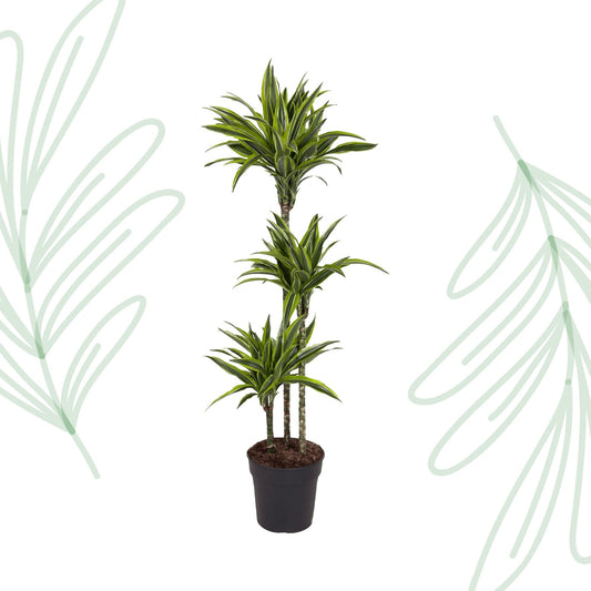 Dracaena Lemon Lime - 130 cm - Forestbloom