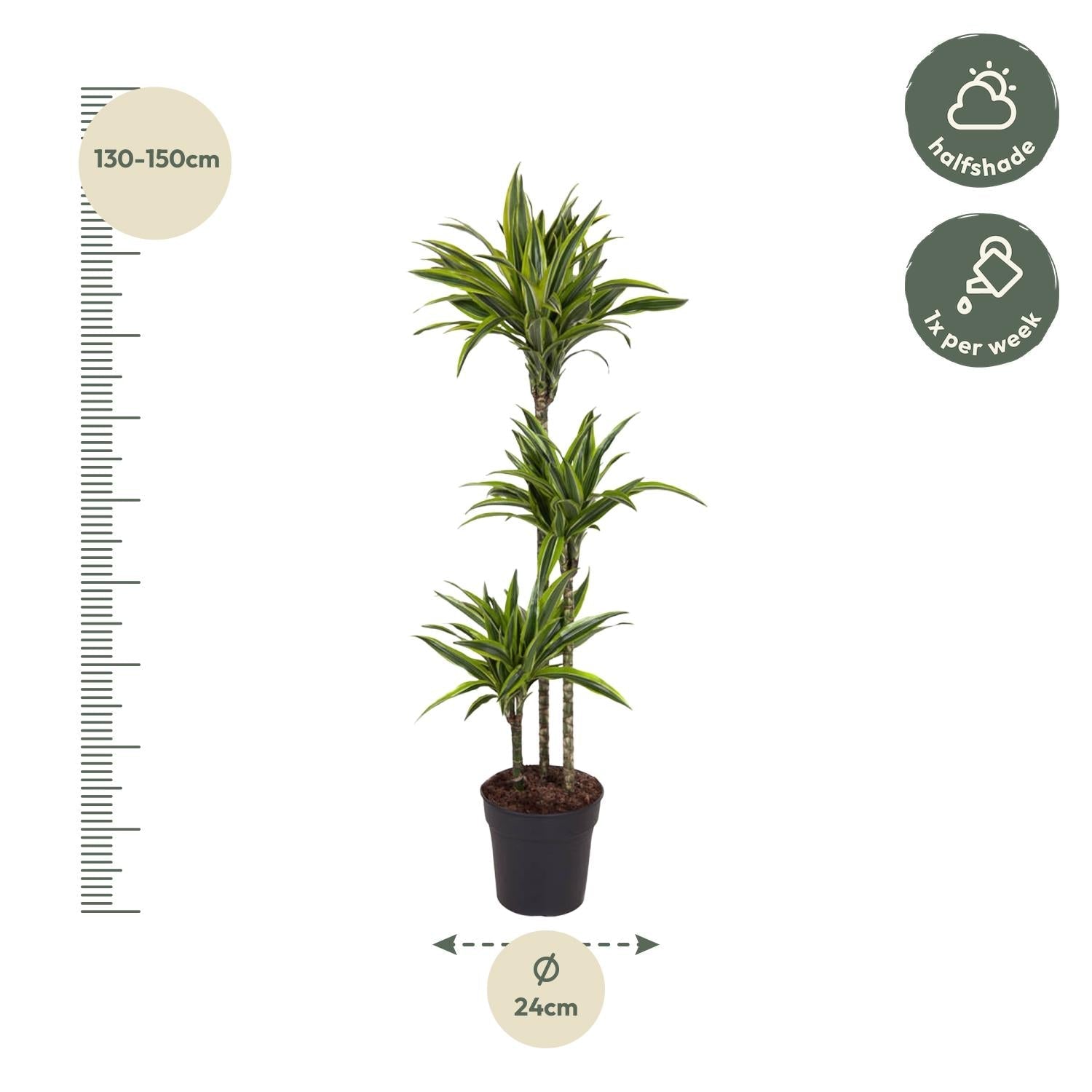 Dracaena Lemon Lime - 130 cm - Forestbloom