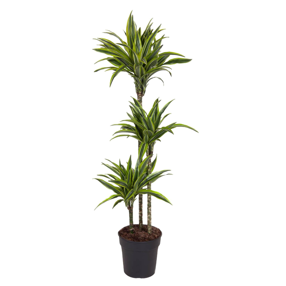Dracaena Lemon Lime - 130 cm - Forestbloom