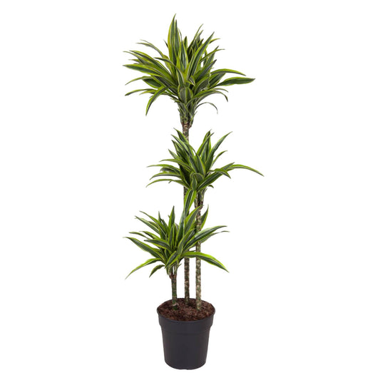 Dracaena Lemon Lime - 130 cm - Forestbloom