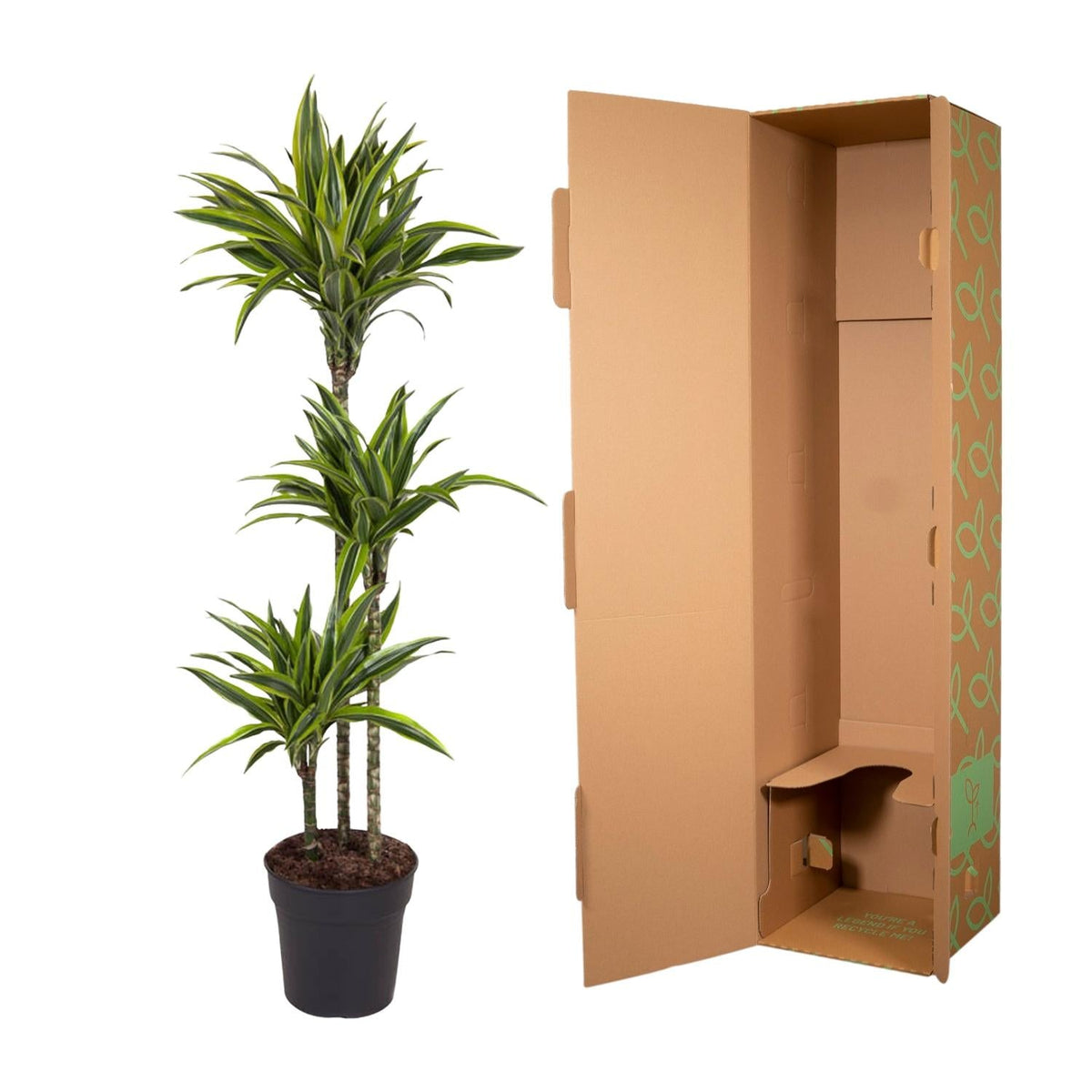 Dracaena Lemon Lime - 130 cm - Forestbloom