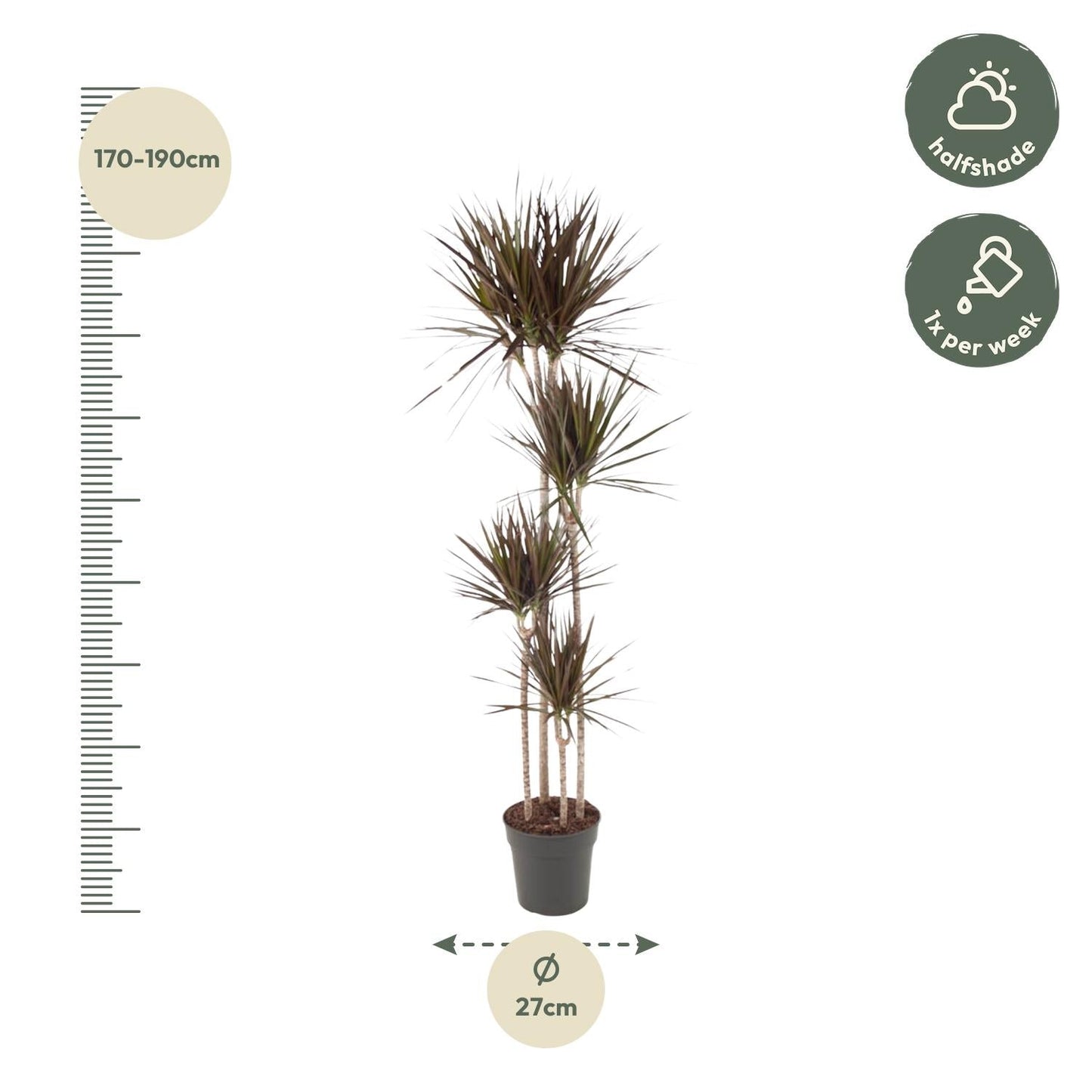 Dracaena Magenta - 180 cm - Forestbloom