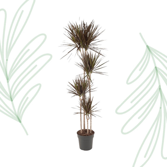 Dracaena Magenta - 180 cm - Forestbloom