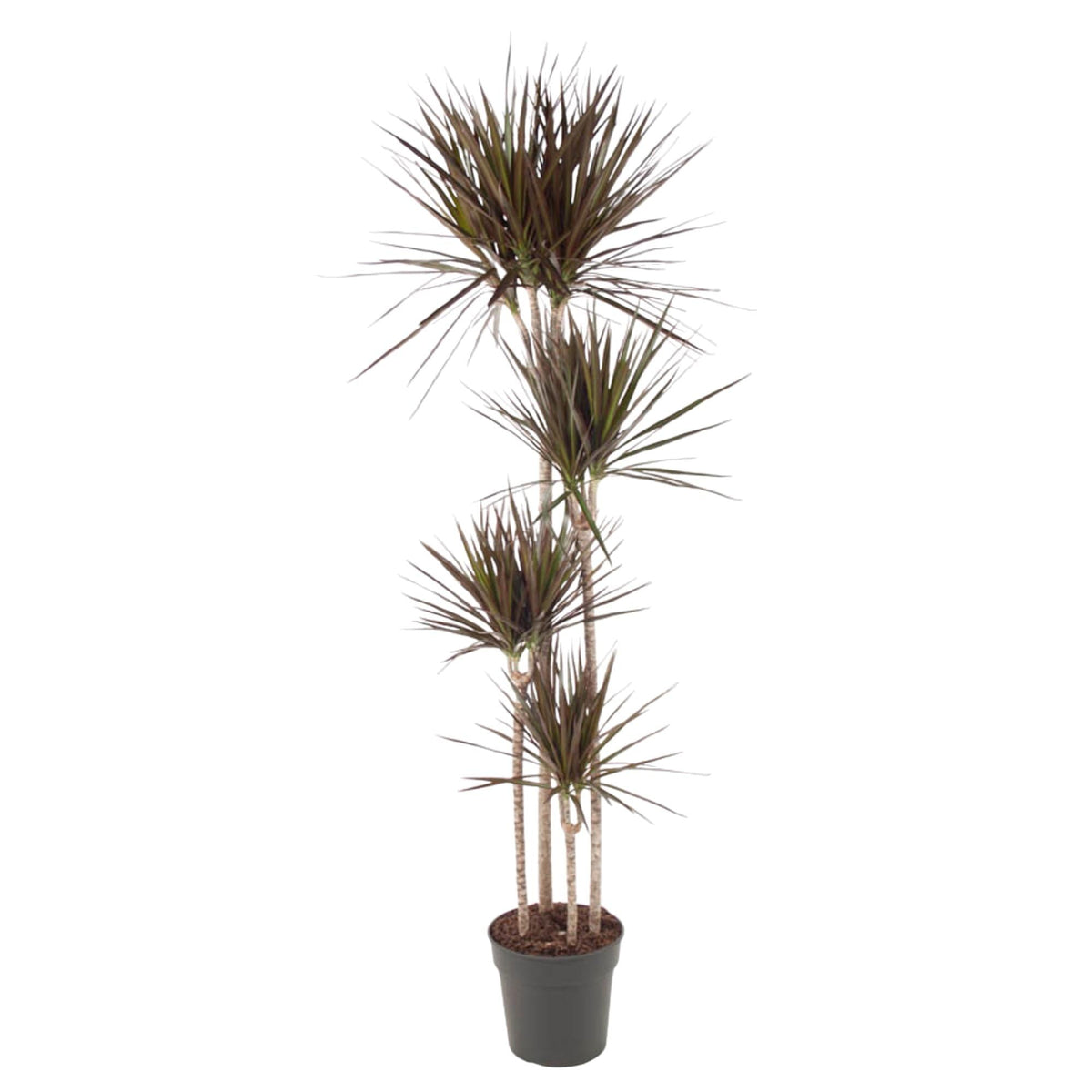 Dracaena Magenta - 180 cm - Forestbloom