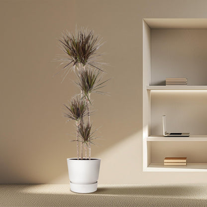 Dracaena Magenta - 180 cm - Forestbloom