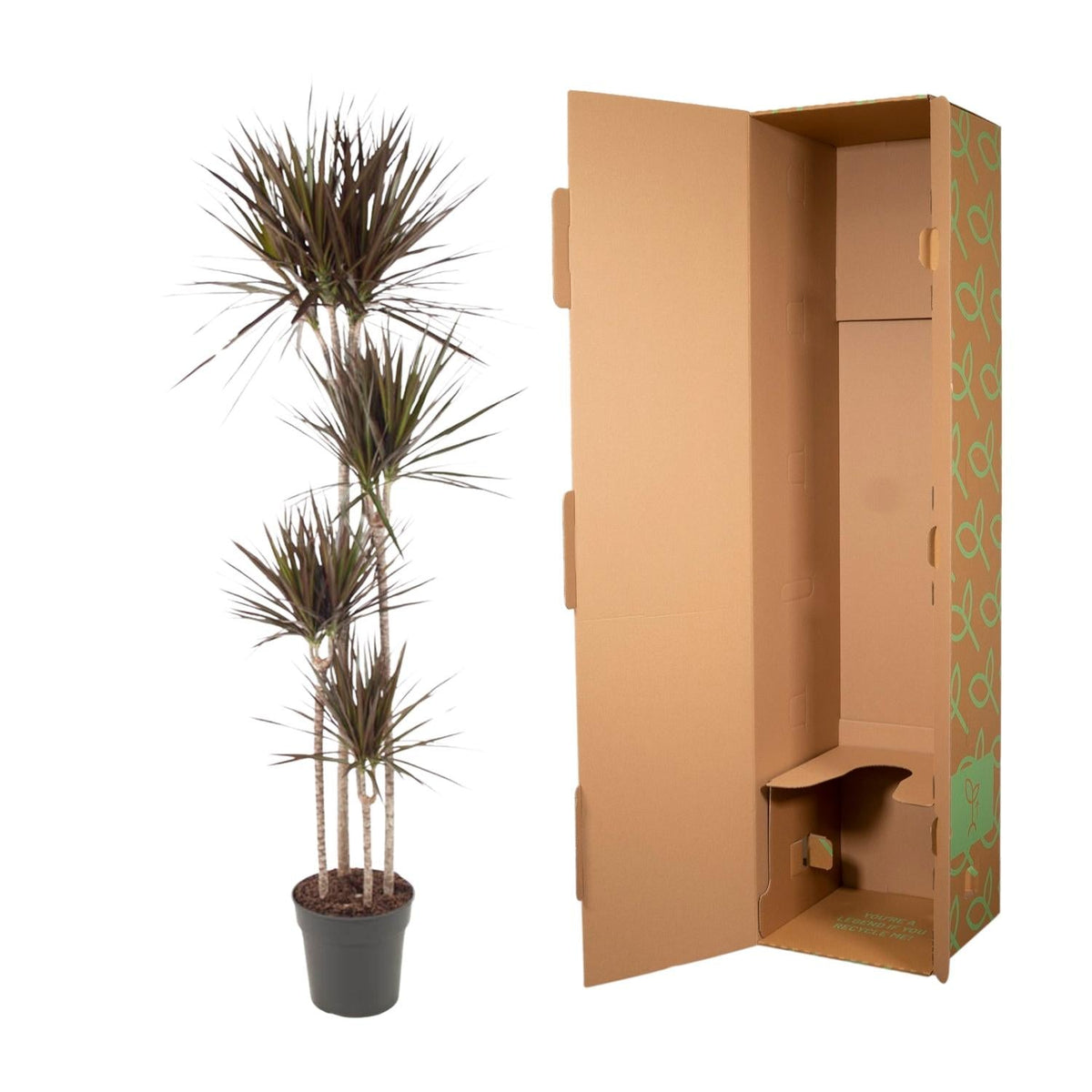 Dracaena Magenta - 180 cm - Forestbloom