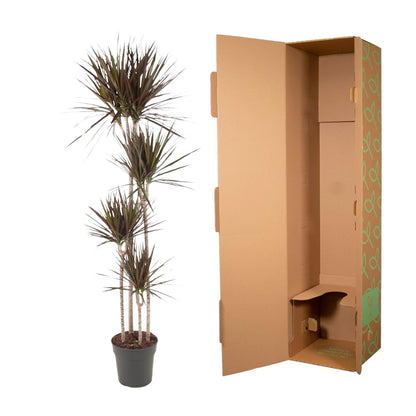 Dracaena Magenta - 180 cm - Forestbloom