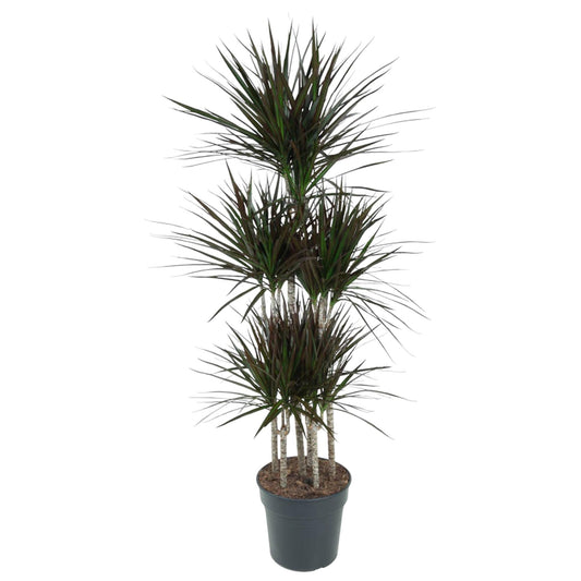 Dracaena Magenta Carrousel - 150 cm - Forestbloom