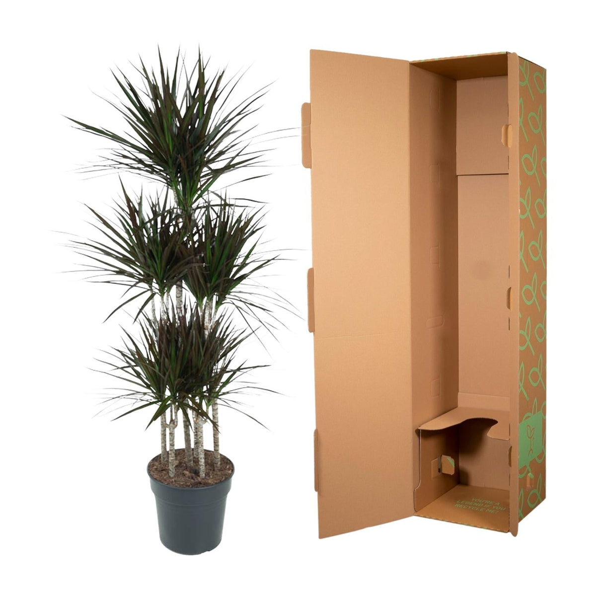 Dracaena Magenta Carrousel - 150 cm - Forestbloom