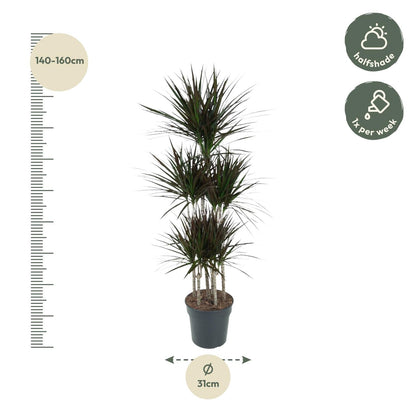 Dracaena Magenta Carrousel - 150 cm - Forestbloom