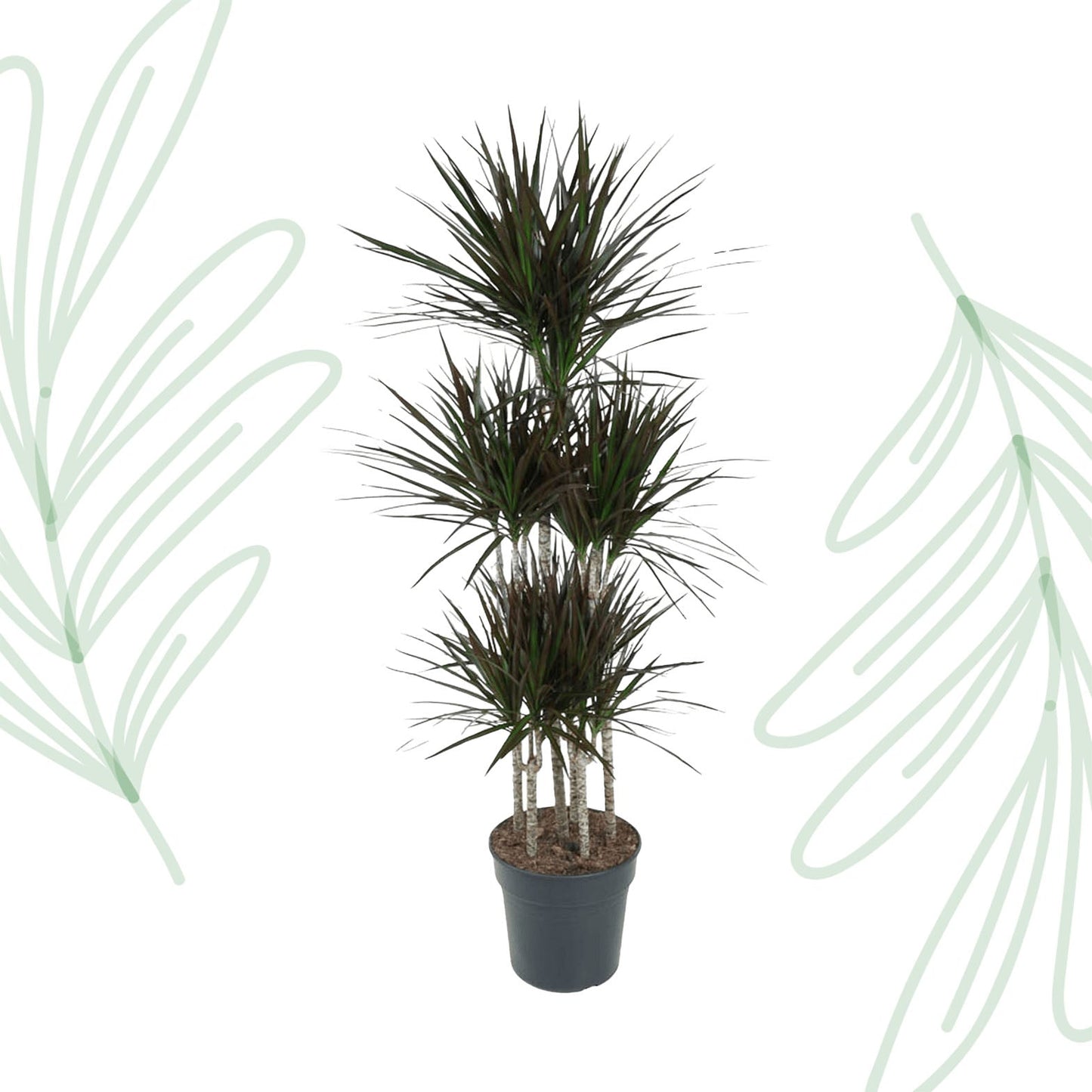 Dracaena Magenta Carrousel - 150 cm - Forestbloom