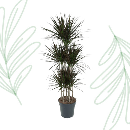 Dracaena Magenta Carrousel - 150 cm - Forestbloom