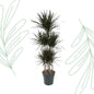 Dracaena Magenta Carrousel - 150 cm - Forestbloom
