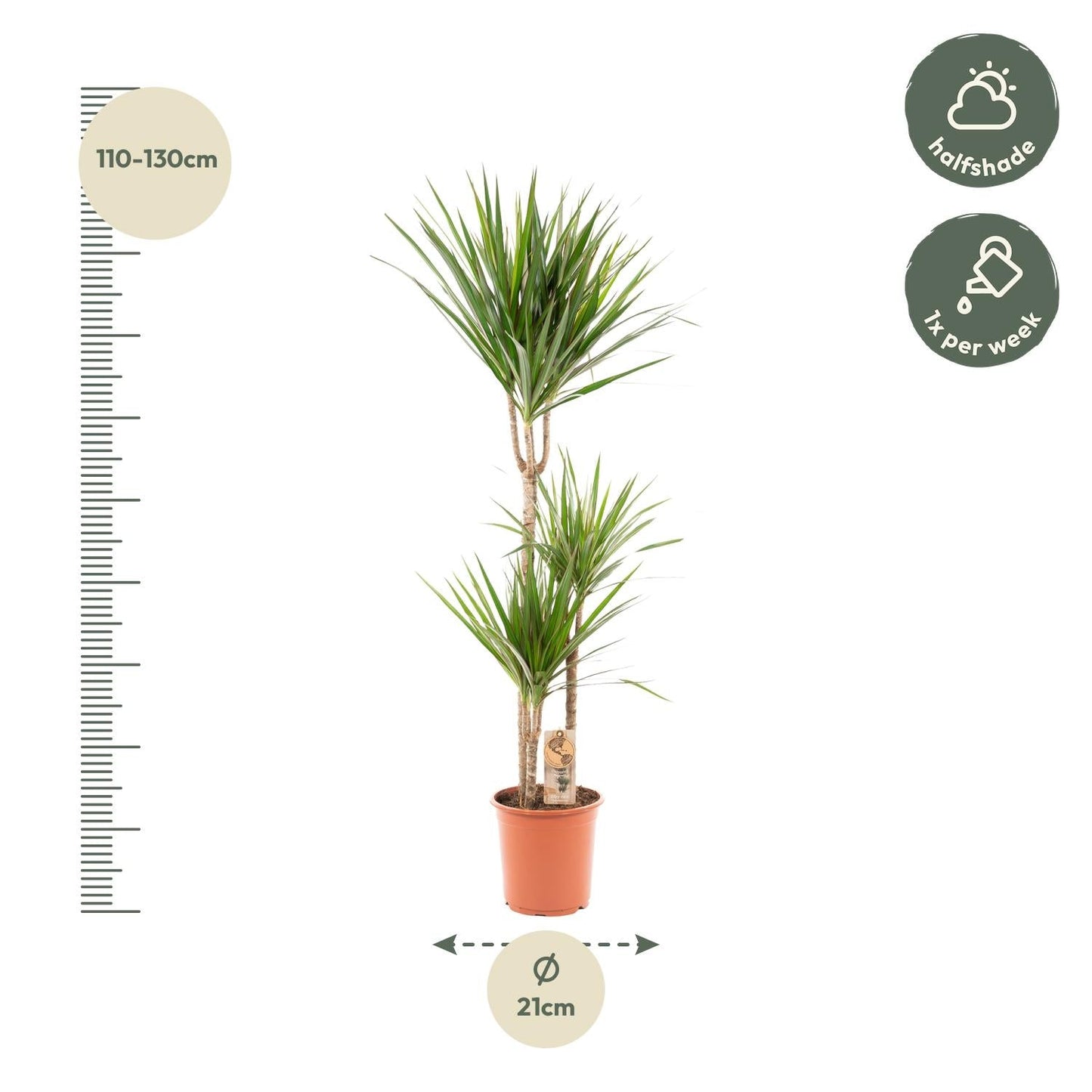 Dracaena Marginata - 120 cm - Forestbloom