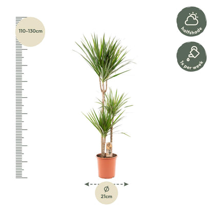 Dracaena Marginata - 120 cm - Forestbloom