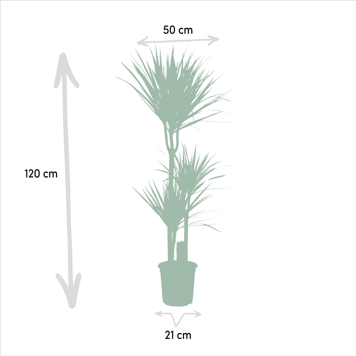 Dracaena Marginata - 120 cm - Forestbloom