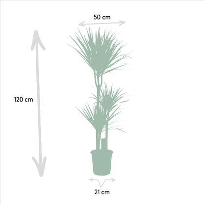 Dracaena Marginata - 120 cm - Forestbloom
