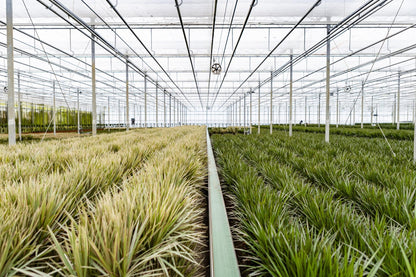Dracaena Marginata - 120 cm - Forestbloom