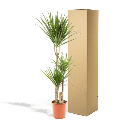Dracaena Marginata - 120 cm - Forestbloom