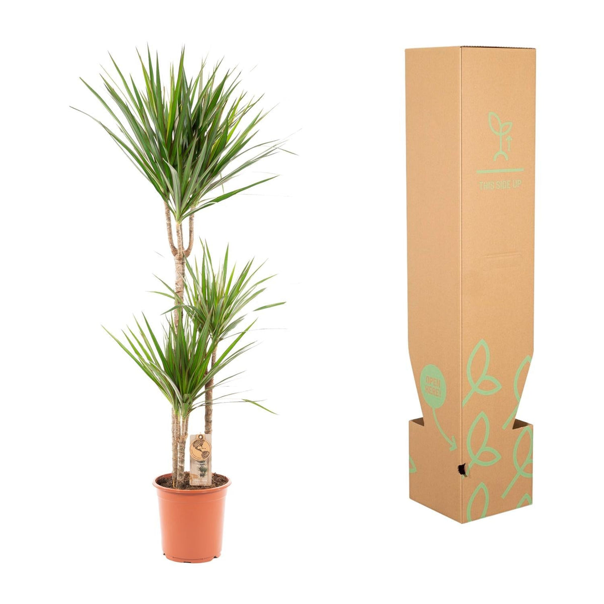 Dracaena Marginata - 120 cm - Forestbloom