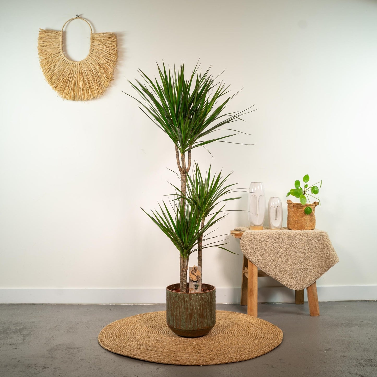 Dracaena Marginata - 120 cm - Forestbloom