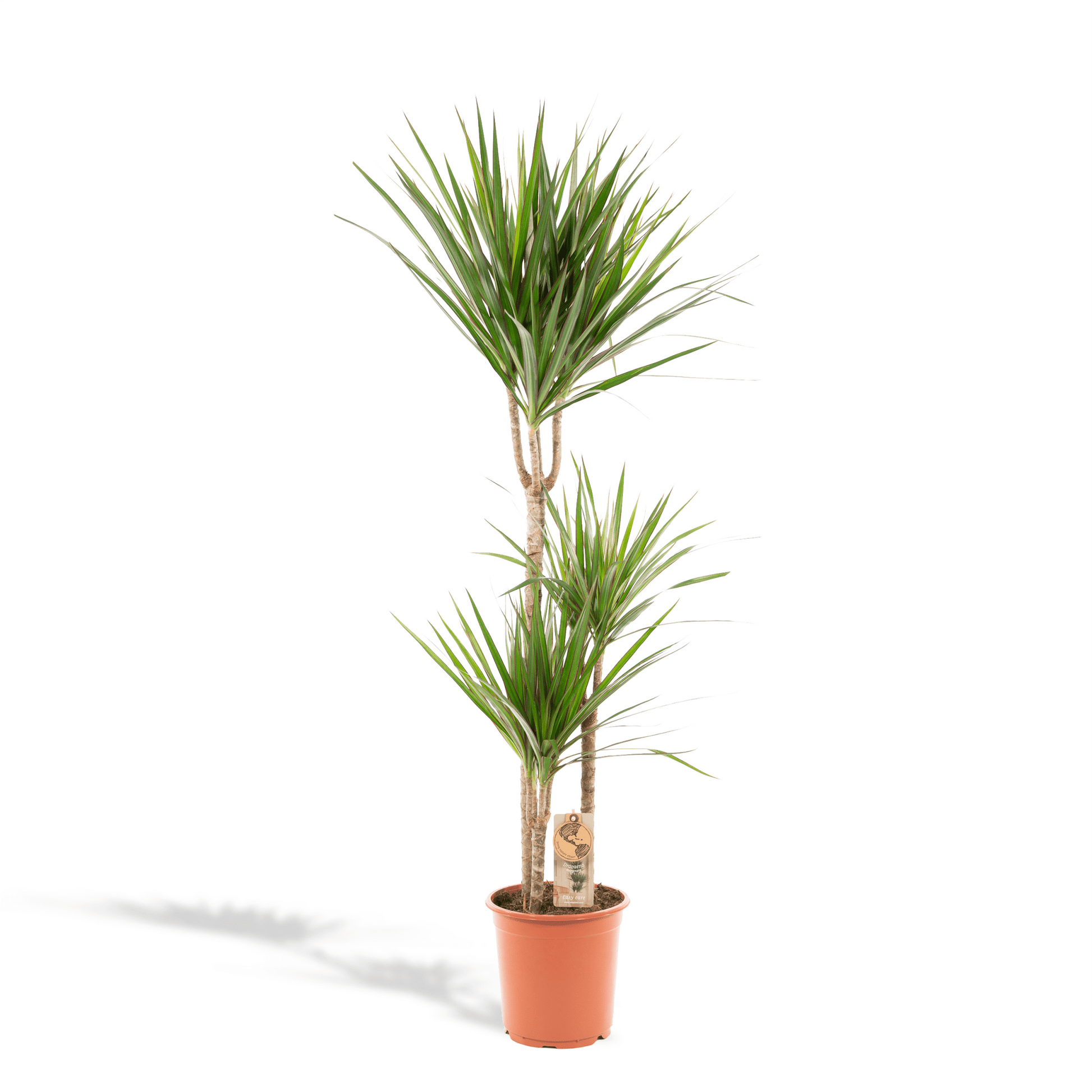 Dracaena Marginata - 120 cm - Forestbloom