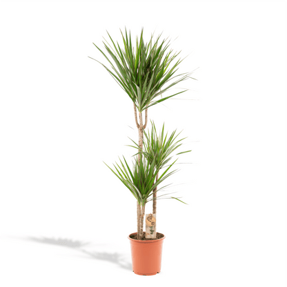 Dracaena Marginata - 120 cm - Forestbloom