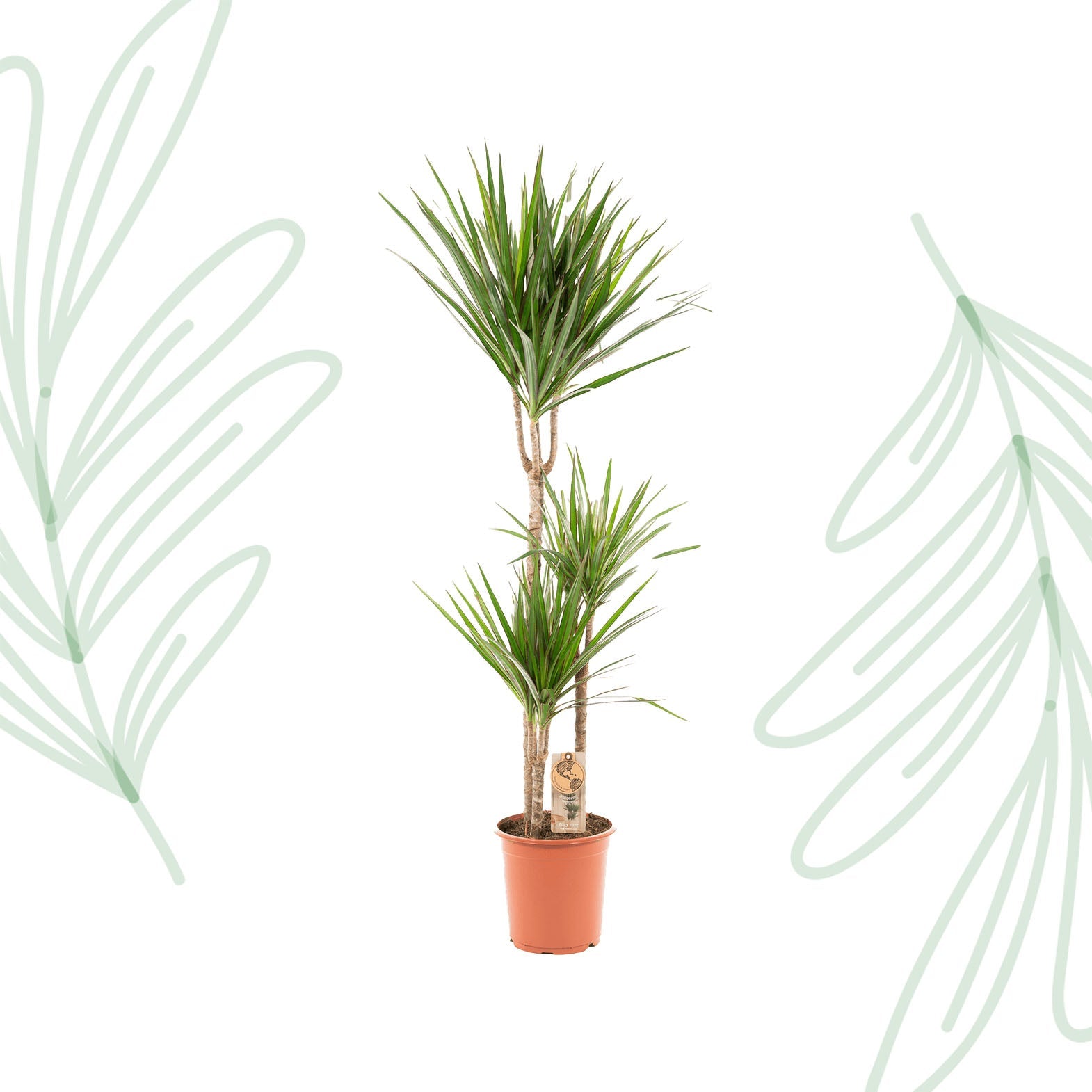Dracaena Marginata - 120 cm - Forestbloom