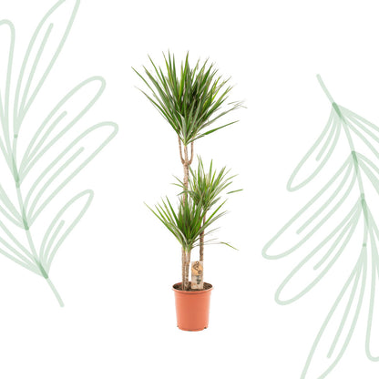 Dracaena Marginata - 120 cm - Forestbloom