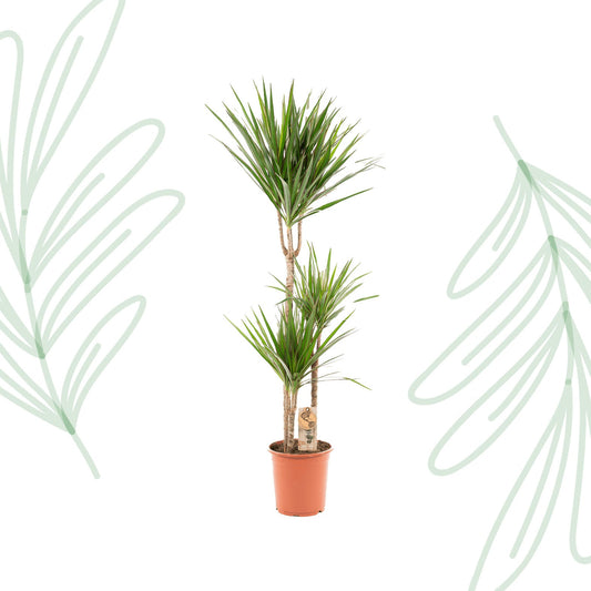 Dracaena Marginata - 120 cm - Forestbloom